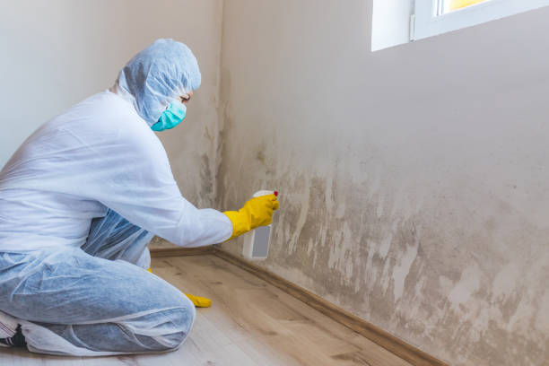 Professional mold removal team in Mundelein